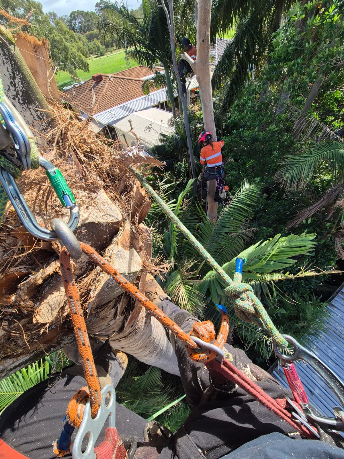 WA Arbor Masters arborist working at height