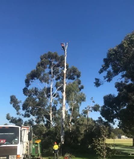 Tree Removal