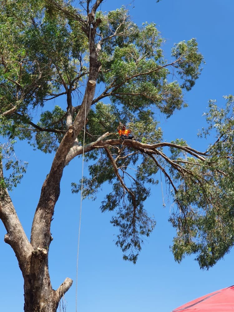 Large tree removal — suburban Perth